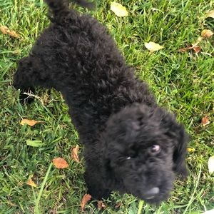 Meet your Posher, Daniel